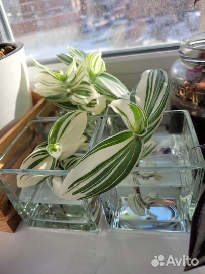 Традесканция фиолетовая и белая