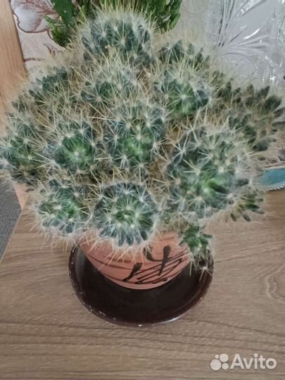 Цветы комнатные