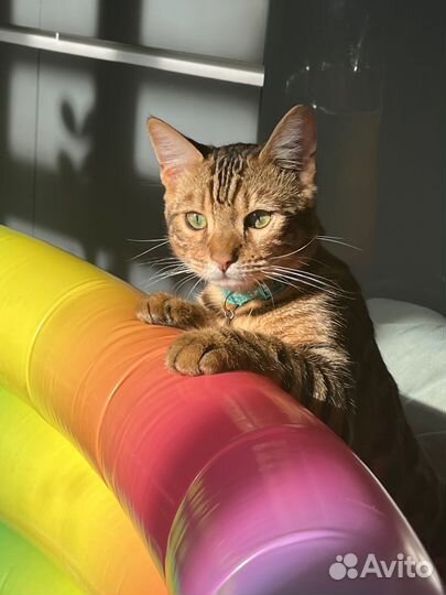 Бенгальский котенок мальчик