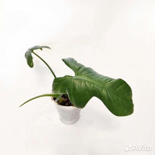 Сингониум, филодендрон