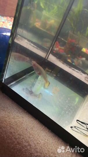 Рыбки Гуппи, анцытрусы сомы, меценосцы