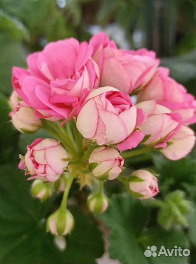 Пеларгония герань Мара Чаровница