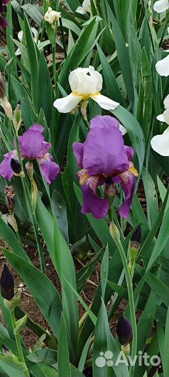 Ирис