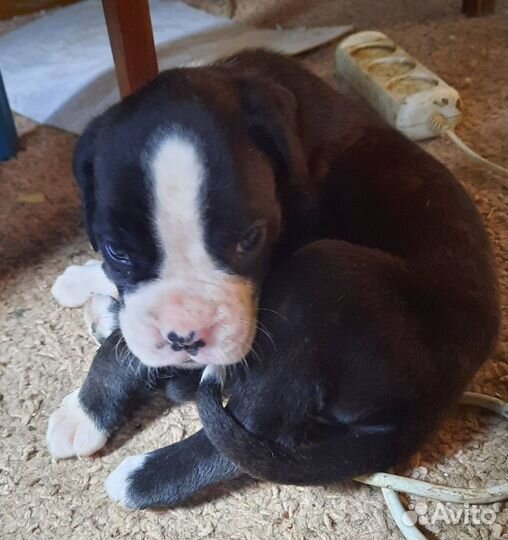 Продам боксер собака