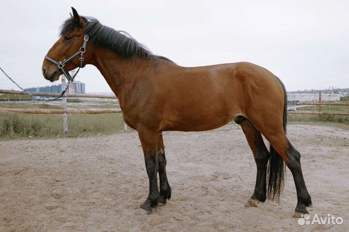 Полутяж жеребец