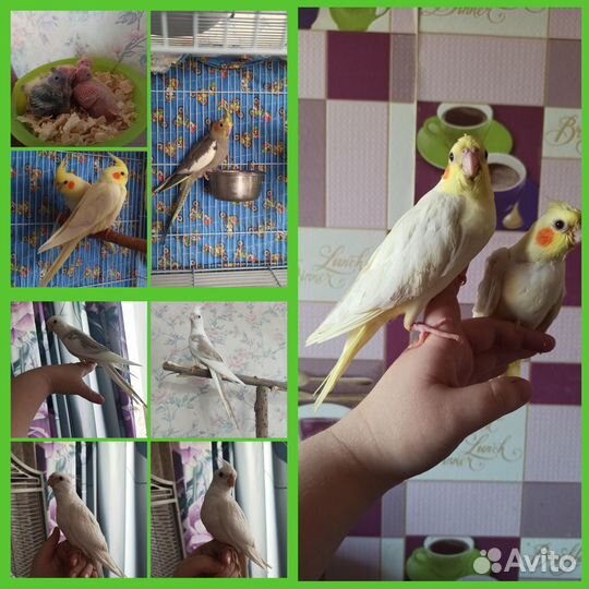 Попугаи разные