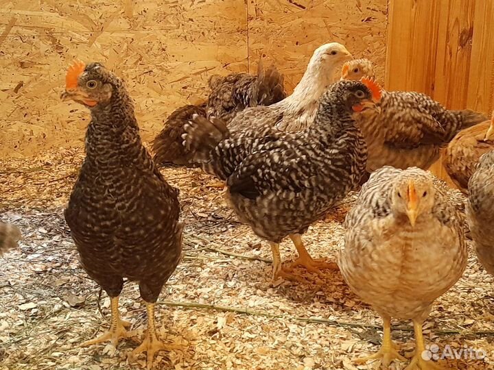 Циплята Билефельдер и Доминант 45 дней