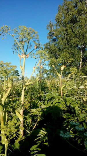 Участок 11 га (СНТ, ДНП)