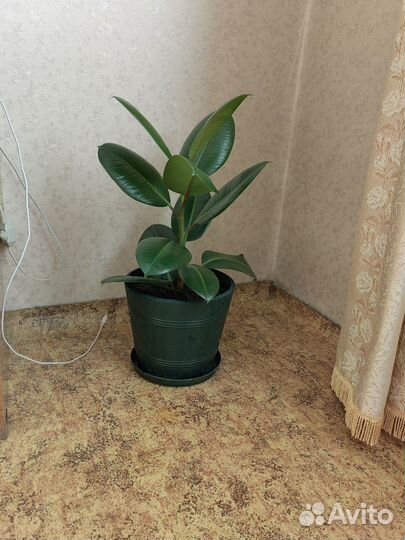 Фикус каучуконосный