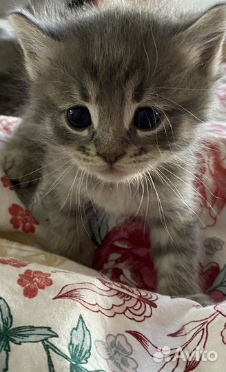 Кошка в дар