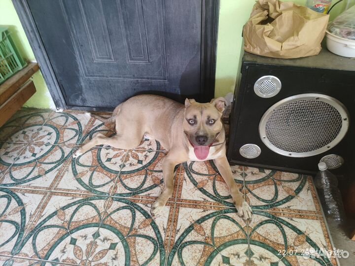 Американский питбультерьер вязка