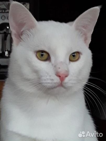 Белый котенок Турецкий ван