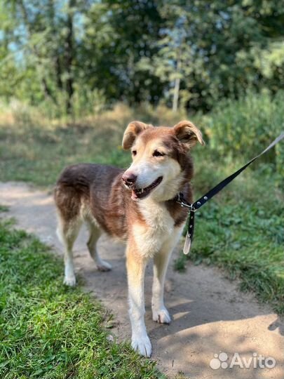 Собака из приюта