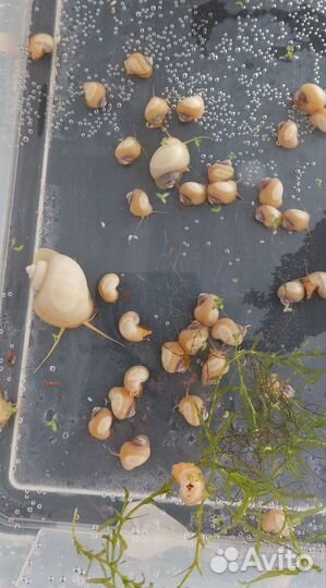 Ампулярии белые