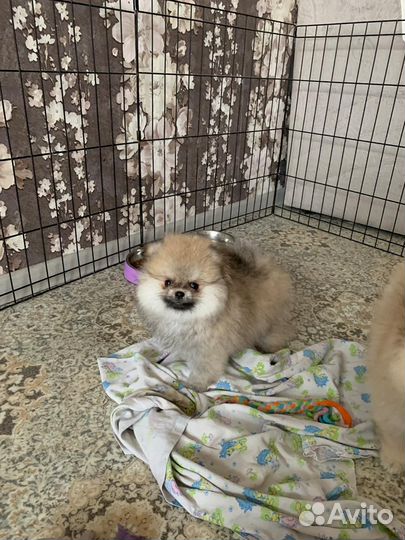 Померанский шпиц