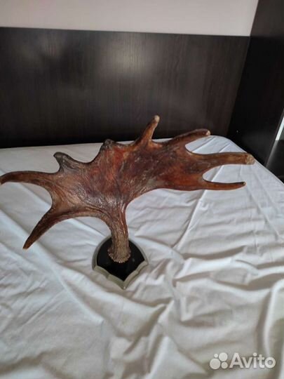 Рога оленя и лося