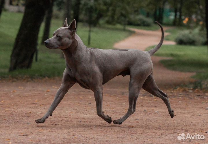 Вязка Тайский Риджбек кобель