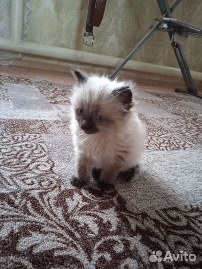 Сиамский котенок