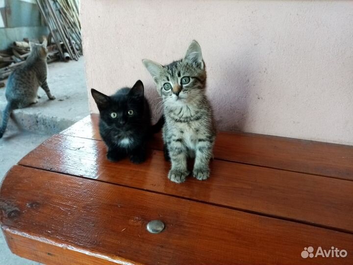 Животные в дар