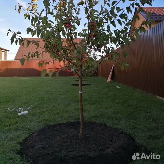 Саженцы, плодовые крупномеры 4, 6, 7 лет. Декорати