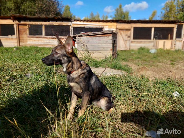 Метис малышка