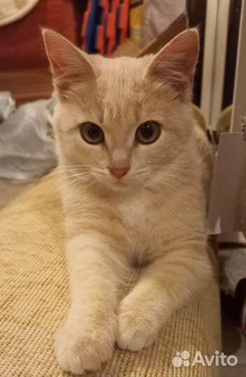 Котенок-девочка, 4-5 месяцев