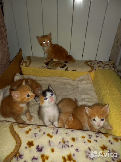 Котята в добрые руки