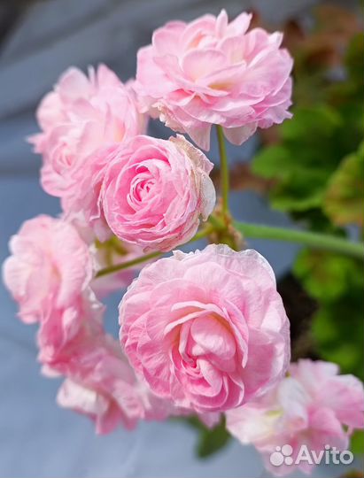 Пеларгония герань Та Эммануэль