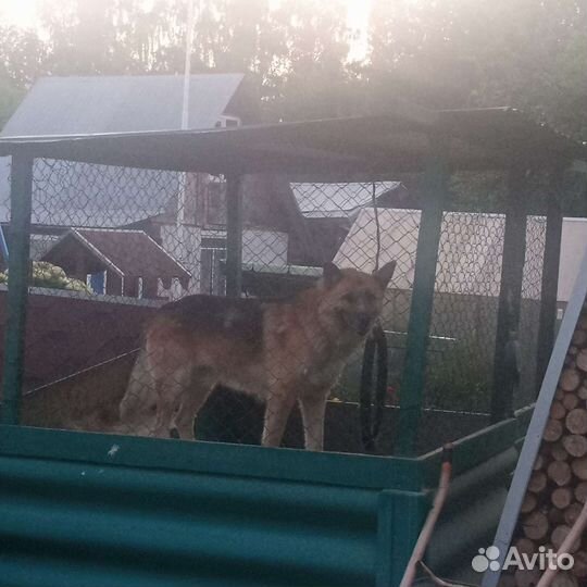 Собака в добрые руки отдам бесплатно