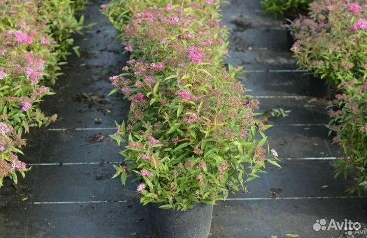 Спирея японская