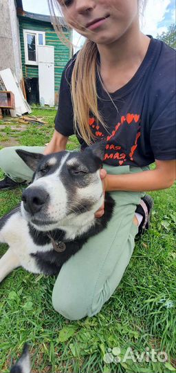 Собаки в добрые руки