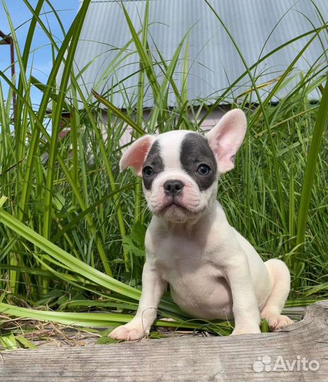 Французский бульдог щенки