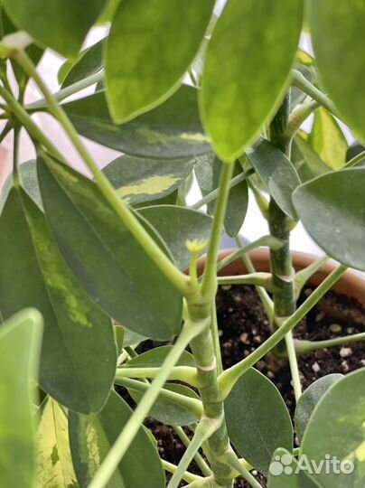 Шиффлера вариегатная