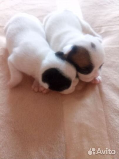 Собака французский бульдог щенки