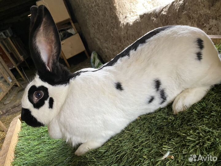 Кролик немецкий пестрый строкач