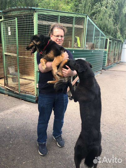 Маленькую Грету предали и бросили хозяева