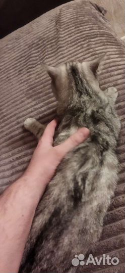 Отдадим кошку