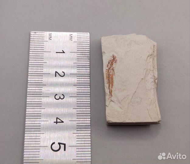 Рыба Clupea, Крым / Окаменелости