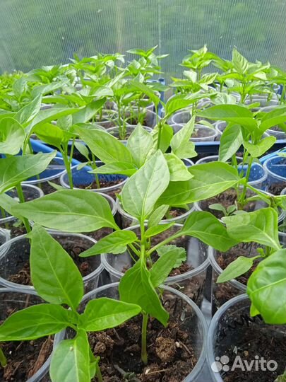 Рассада помидор и перцев