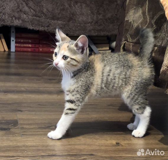 Котенок-девочка в добрые руки бесплатно