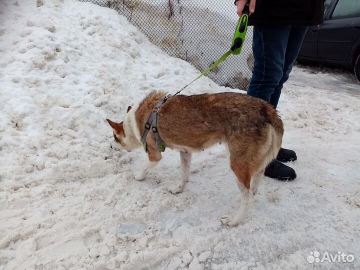 Собака в добрые руки