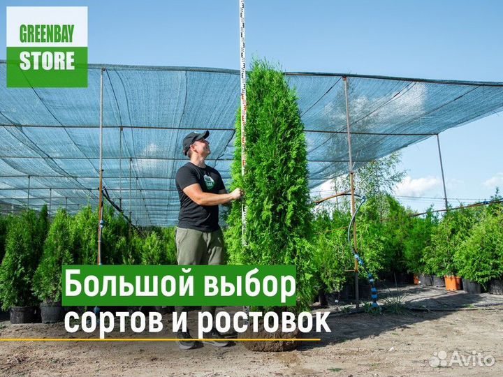 Туи смарагд 1,4 м свежая копка 2023