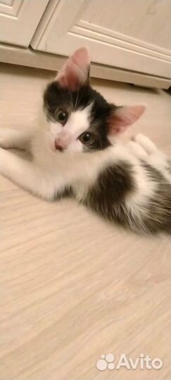 Котята 2,5 мес