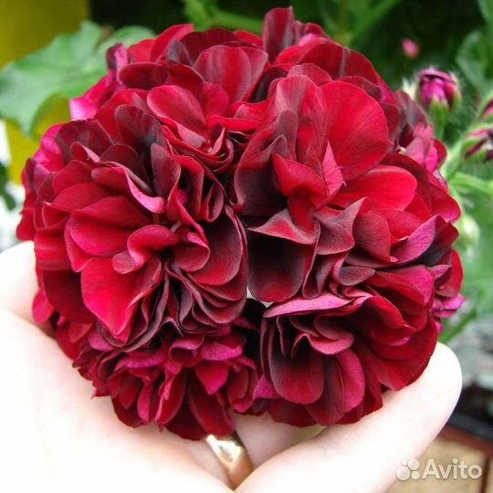 Пеларгонии сортовые 3