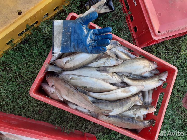 Свежезамороженная речная рыба и свежая