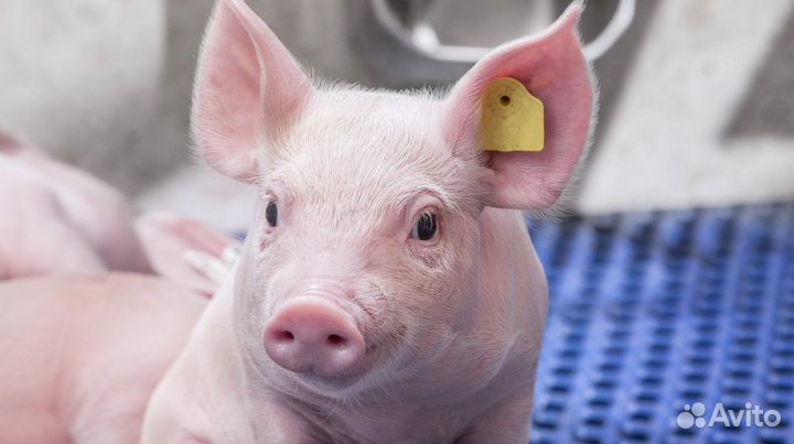 Уход за животными/Разнорабочий/Тверская область