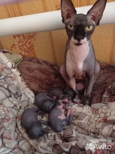 Канадский сфинкс котенок