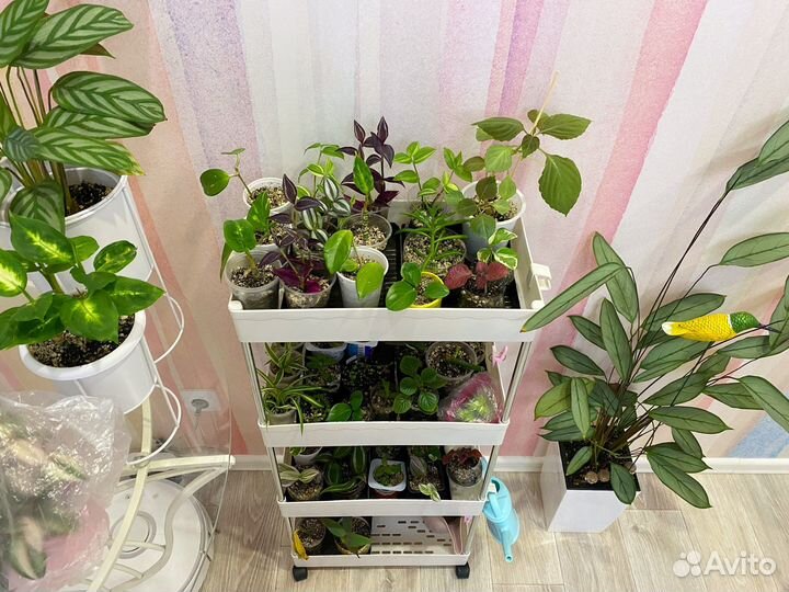 Комнатные растения разные