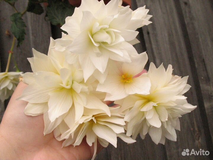 Бегонии ампельные, Беллеконии