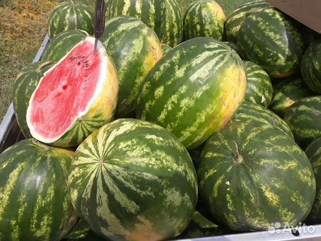 Семена арбуза 